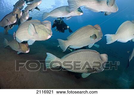 Indonesia, Bali, Tulamben, A diver photographing Bumphead Parrotfish (Bolbornetopon muricatum) on the Liberty Wreck. View Large Photo Image Stock Image - Indonesia, Bali, Tulamben, A diver photographing Bumphead Parrotfish (Bolbornetopon muricatum) on the Liberty Wreck.. Fotosearch