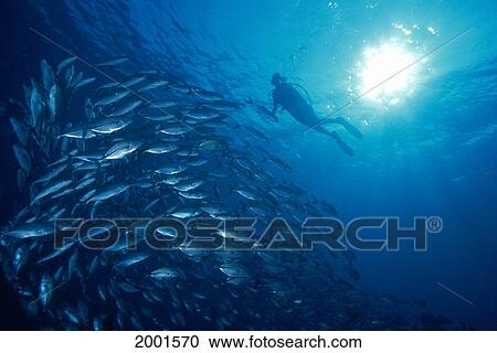 Indonesia, Bali, Tulamben Diver Background Silhouette Schooling Jacks Backlit Sunburst View Large Photo Image Stock Image - Indonesia, Bali, Tulamben Diver Background Silhouette Schooling Jacks Backlit Sunburst. Fotosearch