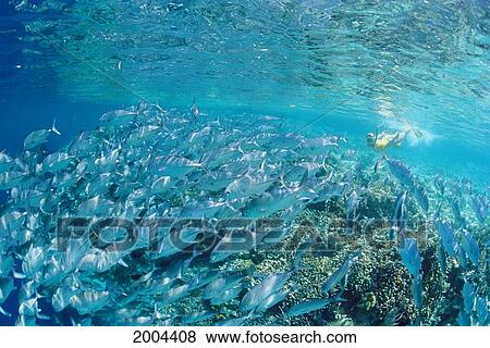 Indonesia, Bali, Tulamben School Of Jacks Over Shallow Reef Woman Snorkeler Background View Large Photo Image Stock Photo - Indonesia, Bali, Tulamben School Of Jacks Over Shallow Reef Woman Snorkeler Background. Fotosearch