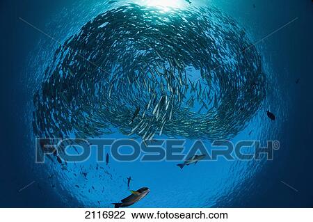 Indonesia, Bali, Tulamben, Schooling Bigeye Jacks (Caranx sexfasciatus) above the Liberty Wreck. View Large Photo Image Stock Image - Indonesia, Bali, Tulamben, Schooling Bigeye Jacks (Caranx sexfasciatus) above the Liberty Wreck.. Fotosearch