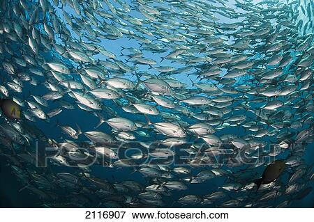Stock Photo - Indonesia, Bali, Tulamben, Schooling Bigeye Jacks (Caranx sexfasciatus) above the Liberty Wreck.. Fotosearch
