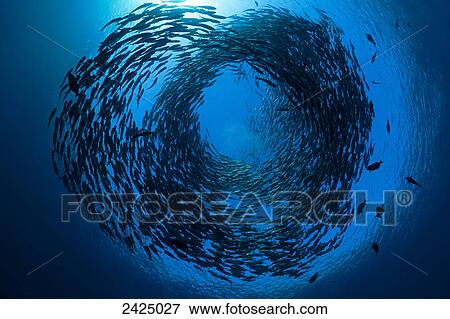 Indonesia, Bali, Tulamben, Schooling bigeye jacks (Caranx sexfasciatus) above the liberty wreck. View Large Photo Image Stock Photo - Indonesia, Bali, Tulamben, Schooling bigeye jacks (Caranx sexfasciatus) above the liberty wreck.. Fotosearch