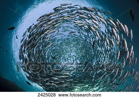Indonesia, Bali, Tulamben, Schooling bigeye jacks (Caranx sexfasciatus) above the liberty wreck. View Large Photo Image Stock Photo - Indonesia, Bali, Tulamben, Schooling bigeye jacks (Caranx sexfasciatus) above the liberty wreck.. Fotosearch