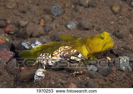 Indonesia, Bali, Tulamben, Yellow Shrimp Goby (Cryptocentrus Cinctus) Living With A Blind Snapping Shrimp (Alpheus Sp. ) View Large Photo Image Stock Image - Indonesia, Bali, Tulamben, Yellow Shrimp Goby (Cryptocentrus Cinctus) Living With A Blind Snapping Shrimp (Alpheus Sp. ). Fotosearch
