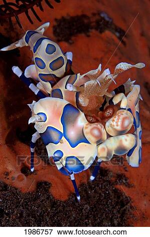 Indonesia, Bali, Tulumben, Harlequin Shrimp (Stenopus Pyronotu), Blue Variety. View Large Photo Image Stock Photo - Indonesia, Bali, Tulumben, Harlequin Shrimp (Stenopus Pyronotu), Blue Variety.. Fotosearch