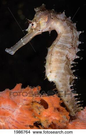 Indonesia, Bali, Tuumben, Thorny Sea Horse In Sponge View Large Photo Image Picture - Indonesia, Bali, Tuumben, Thorny Sea Horse In Sponge. Fotosearch