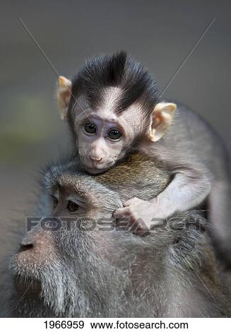 Stock Photo - Indonesia, Bali, Ubud, A Young Macaque Rests On His Fathers Head. Fotosearch
