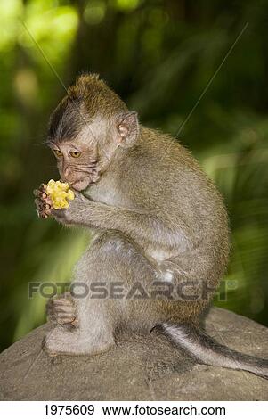Indonesia, Bali, Ubud, Baby Macaque Monkey Eating A Fruit. View Large Photo Image Stock Photo - Indonesia, Bali, Ubud, Baby Macaque Monkey Eating A Fruit.. Fotosearch