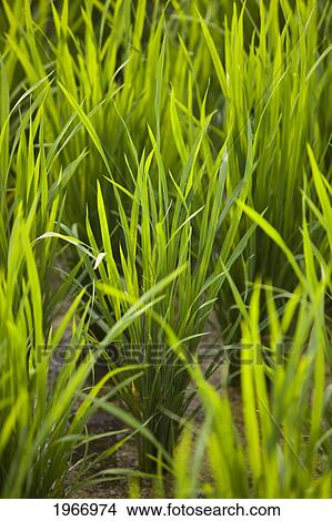 Indonesia, Bali, Ubud, Close-Up Of Green Rice Plant View Large Photo Image Picture - Indonesia, Bali, Ubud, Close-Up Of Green Rice Plant. Fotosearch
