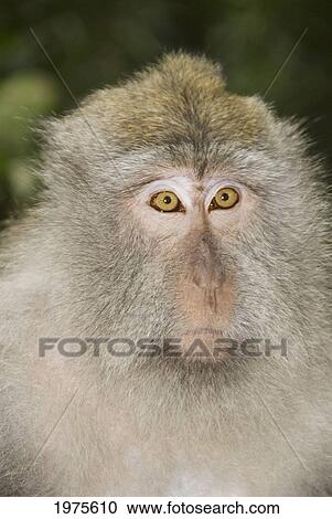 Indonesia, Bali, Ubud, Macaque Monkey. View Large Photo Image Stock Image - Indonesia, Bali, Ubud, Macaque Monkey.. Fotosearch