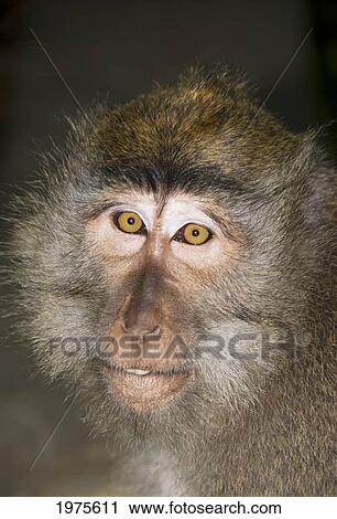 Indonesia, Bali, Ubud, Macaque Monkey. View Large Photo Image Stock Image - Indonesia, Bali, Ubud, Macaque Monkey.. Fotosearch