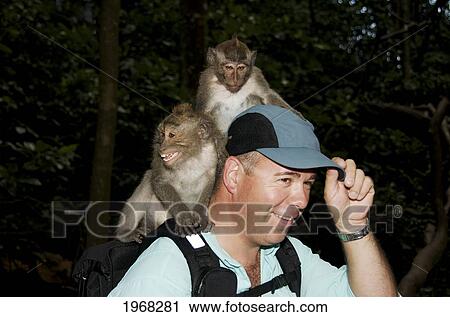 Stock Image - Indonesia, Bali, Ubud, Macaque Monkeys Interact With Tourist.. Fotosearch