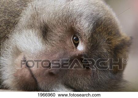 Stock Image - Indonesia, Bali, Ubud, Macaque Relaxing In The Sanctuary. Fotosearch