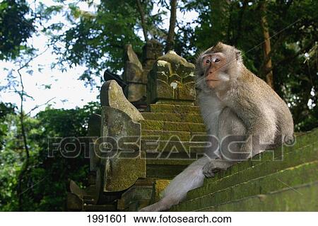 Stock Image - Indonesia, Bali, Ubud, Monkey Forest, Monkey Sitting On Temple Steps [For Use Up To 13X20 Only]. Fotosearch