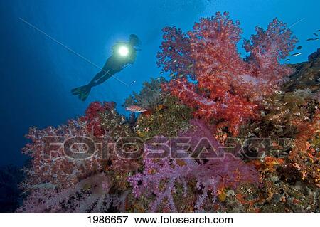 Stock Photo - Indonesia, Banda Sea, Alcyonarian coral reef with diver; Misool Islands. Fotosearch