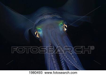 Indonesia, Banda Sea, Banda Niera Island, Reef Squid (Sepioteuthis Lessonia) At Night. View Large Photo Image Stock Image - Indonesia, Banda Sea, Banda Niera Island, Reef Squid (Sepioteuthis Lessonia) At Night.. Fotosearch