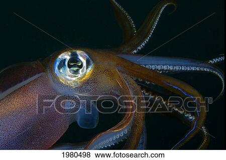 Indonesia, Banda Sea, Banda Niera Island, Reef Squid (Sepioteuthis Lessonia) At Night. View Large Photo Image Stock Photo - Indonesia, Banda Sea, Banda Niera Island, Reef Squid (Sepioteuthis Lessonia) At Night.. Fotosearch