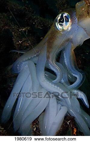Stock Photo - Indonesia, Banda Sea, Banda Niera Island, Reef Squid (Sepioteuthis Lessonia) At Night.. Fotosearch