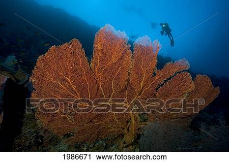 Stock Image - Indonesia, Banda Sea, Gorgonia Sea Fan coral reef with diver; Gunang Api Islet. Fotosearch