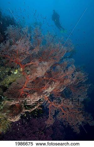 Stock Photography - Indonesia, Banda Sea, Gorgonia Sea Fan Dominates This Reef Scene With A Diver.. Fotosearch