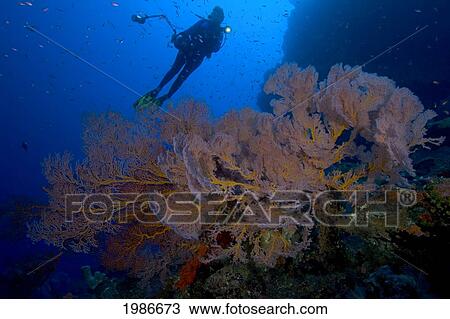 Stock Image - Indonesia, Banda Sea, Gunang Api Islet, Gorgonia Sea Fan Dominates This Reef Scene With A Diver With Camera Gear.. Fotosearch