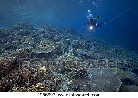 Stock Image - Indonesia, Banda Sea, Gunang Api Islet, Diver Swims Over Lush Coral Seascape.. Fotosearch