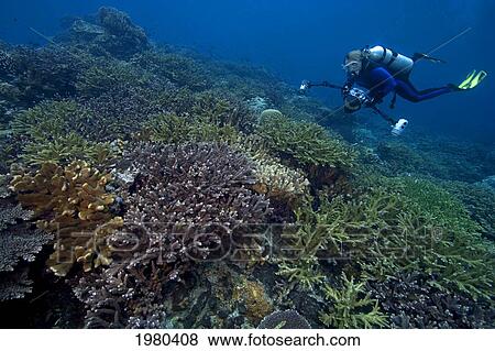 Stock Photo - Indonesia, Banda Sea, Gunang Api Islet, Diver Swims Over Lush Coral Seascape With Camera Gear.. Fotosearch