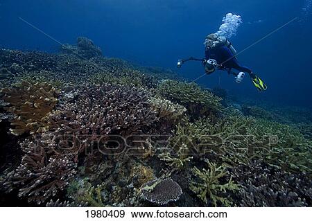 Indonesia, Banda Sea, Gunang Api Islet, Diver Swims Over Lush Coral Seascape With Camera Gear. View Large Photo Image Stock Photo - Indonesia, Banda Sea, Gunang Api Islet, Diver Swims Over Lush Coral Seascape With Camera Gear.. Fotosearch