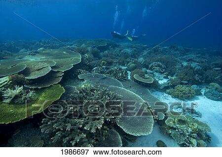 Stock Photo - Indonesia, Banda Sea, Gunang Api Islet, Divers Swim Over Lush Coral Seascape.. Fotosearch