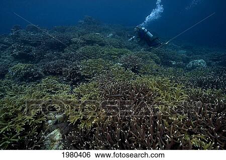 Stock Photograph - Indonesia, Banda Sea, Gunang Api Islet, Diver Swims Over Lush Coral Seascape With Camera Gear.. Fotosearch