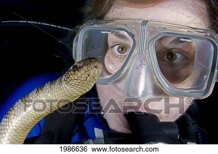 Stock Photograph - Indonesia, Banda Sea, Gunang Api Islet, Closeup Of Woman Divers Face With Deadly Olive Sea Snake.. Fotosearch