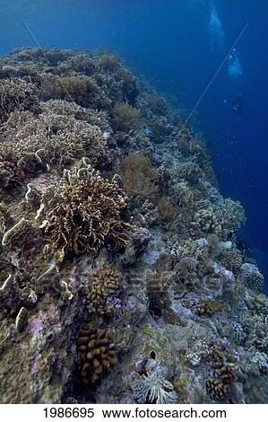 Stock Photography - Indonesia, Banda Sea, Gunang Api Islet, Diver Swims Over Lush Coral Seascape.. Fotosearch