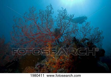 Stock Image - Indonesia, Banda Sea, Misool, Gorgonia Coral Dominate This Reef Scene With A Diver In Background.. Fotosearch