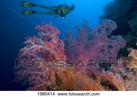 Picture - Indonesia, Banda Sea, Misool, Alcyonarian Coral Dominate This Reef Scene With A Diver.. Fotosearch