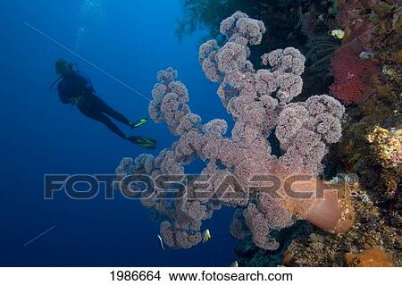 Picture - Indonesia, Banda Sea, Misool, Alcyonarian Coral Dominate This Reef Scene With A Diver.. Fotosearch