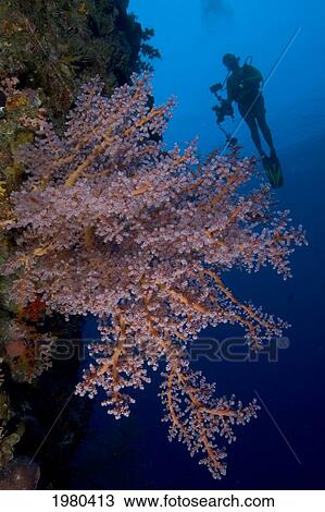 Stock Image - Indonesia, Banda Sea, Misool, Alcyonarian Coral Dominate This Reef Scene With A Diver Holding Photography Gear.. Fotosearch
