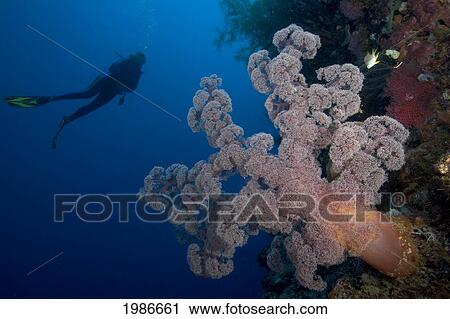 Indonesia, Banda Sea, Misool, Alcyonarian Coral Dominate This Reef Scene With A Diver. View Large Photo Image Stock Image - Indonesia, Banda Sea, Misool, Alcyonarian Coral Dominate This Reef Scene With A Diver.. Fotosearch