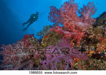 Stock Photography - Indonesia, Banda Sea, Misool, Alcyonarian Coral Dominate This Reef Scene With A Diver.. Fotosearch