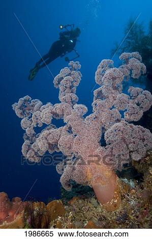 Stock Photography - Indonesia, Banda Sea, Misool, Alcyonarian Coral Dominate This Reef Scene With A Diver With Camera Gear.. Fotosearch