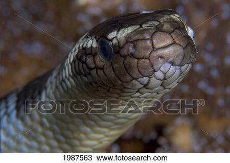 Stock Image - Indonesia, Banda Sea, Olive Sea Snake, Close-Up Of Head.. Fotosearch