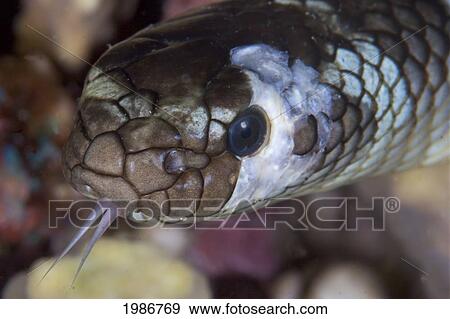 Stock Photo - Indonesia, Banda Sea, Olive Sea Snake, Close-Up Of Head.. Fotosearch