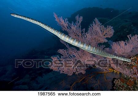 Stock Photography - Indonesia, Banda Sea, Olive Sea Snake Swims Past Branching Coral. Fotosearch