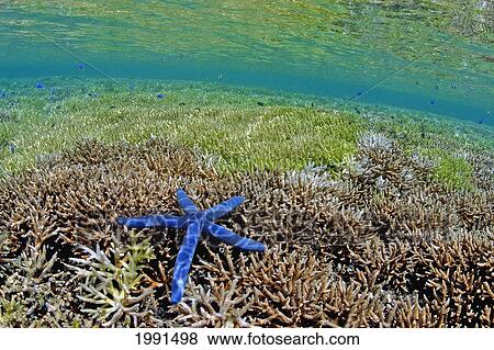 Stock Photo - Indonesia, Banta Island, Blue Starfish On Coral Reef [For Use Up To 13X20 Only]. Fotosearch