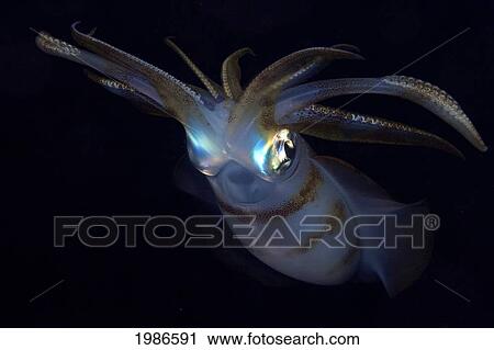 Indonesia, Banta Island, Oval Squid (Sepioteuthis Lessonia) At Night. View Large Photo Image Stock Image - Indonesia, Banta Island, Oval Squid (Sepioteuthis Lessonia) At Night.. Fotosearch