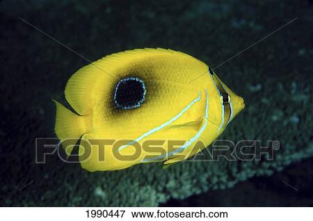 Indonesia, Bennett's Butterflyfish (Chaetodon Bennetti) View Large Photo Image Stock Photo - Indonesia, Bennett's Butterflyfish (Chaetodon Bennetti). Fotosearch