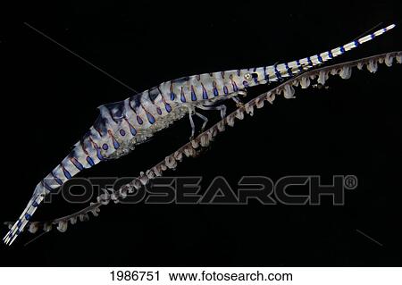 Stock Image - Indonesia, Black Coral Shrimp (Tozeuma Armatum) on black coral; Sangeang Island. Fotosearch