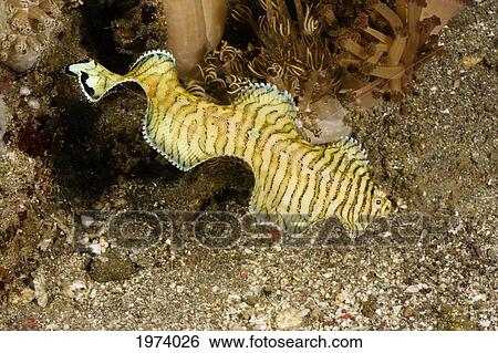 Indonesia, Black-Tip Sole (Soleichthys Heterorhinos); Komodo View Large Photo Image Stock Photograph - Indonesia, Black-Tip Sole (Soleichthys Heterorhinos); Komodo. Fotosearch