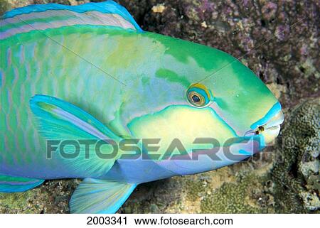 Indonesia, Bleeker's Parrot Fish (Scarus Bleeker) Close-Up Side View, Colorful View Large Photo Image Stock Image - Indonesia, Bleeker's Parrot Fish (Scarus Bleeker) Close-Up Side View, Colorful. Fotosearch