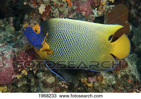 Indonesia, Blue Face Angelfish (Euxiphipops Xanthometopon) On Coral Reef. View Large Photo Image Stock Image - Indonesia, Blue Face Angelfish (Euxiphipops Xanthometopon) On Coral Reef.. Fotosearch