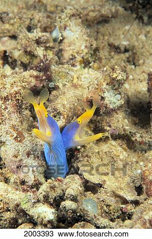 Indonesia, Blue Ribbon Eel Pair (Rhinomuraena Quaesita) Head Peeks From Coral View Large Photo Image Stock Image - Indonesia, Blue Ribbon Eel Pair (Rhinomuraena Quaesita) Head Peeks From Coral. Fotosearch
